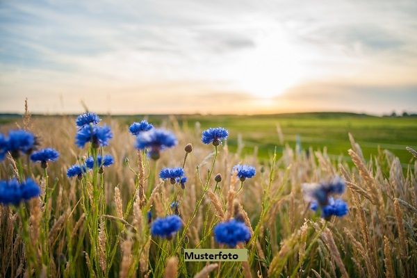 Diverse Land- und Forstwirtschaftsflächen - provisionsfrei